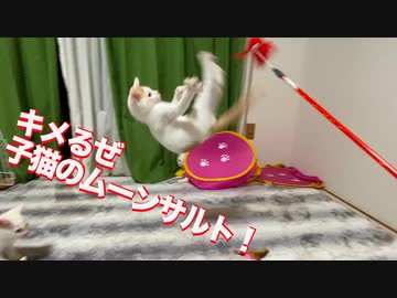 保護子猫と猫型珍獣、ムーンサルトの競演を見せる