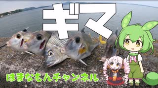 奥浜名湖(三ケ日)でギマ釣りなのだ【はまなもん】