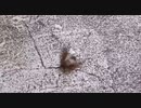 セミファイナルOOO