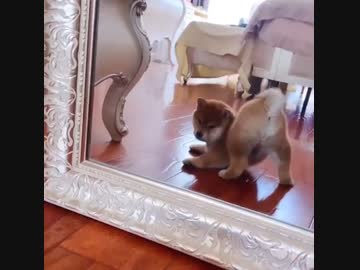 ホモと見る自分のケツアナが気になる犬