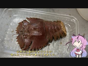 珍食材が食べたい！#87　ウチワエビの味噌汁
