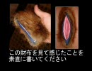 当てはまったケモナーはズーフィリア【赤字で動物病院行き】