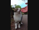 可愛い野良猫がぼっちなおっさんと遊んでくれる#Shorts【野良猫】【感動猫】