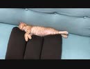 ぐっすり眠る子猫にご飯の音聞かせてみた結果ww