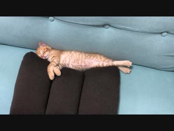 ぐっすり眠る子猫にご飯の音聞かせてみた結果ww