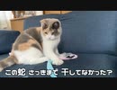 三毛猫モカちん菊次郎との夏。