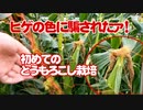 初めてのトウモロコシ収穫