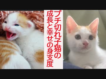 ブチ切れ保護子猫、幸せの身支度を整え完了する