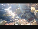 【渓流釣り】ルアー初心者が初めてイワナを釣った日【山梨】