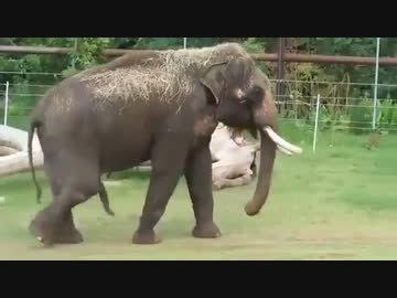 ホモと見る　ペニスでおなかをポリポリ器用に掻くゾウ