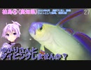 【柏島④(高知県)】ゆかりさんとダイビングしませんか？