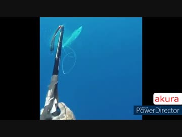 ホモと見る　野生のアーチャー