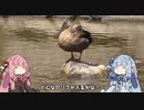 【VOICEROID無声動画】ことのはえにっきぱーとすりー