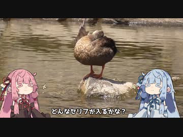 【VOICEROID無声動画】ことのはえにっきぱーとすりー