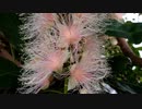 サガリバナ開花タイムラプス(120倍速相当バージョン&8倍速バージョン)