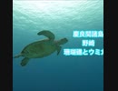 ウミガメ・沖縄・慶良間諸島国立公園・野崎