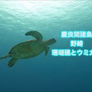 ウミガメ・沖縄・慶良間諸島国立公園・野崎