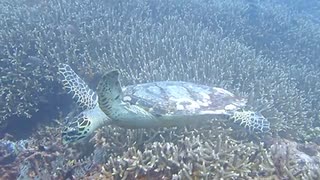 バリ島の海のサンゴ礁は水中生物の宝庫！