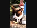 猫が足にまとわりついて可愛い#Shorts【野良猫】【感動猫】
