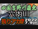 アユの友釣り 四国吉野川(高知県) 穴内川 2022.7.9pm