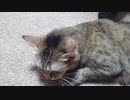 拾いねこ＠生後3660/3627日目　振り返る＆返事する