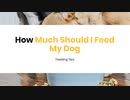 How Much Should I Feed My Dog Feeding Tips