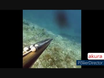 ホモと見る　野生のアーチャー２
