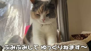 猫もかちんの「なんかくれ」