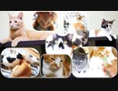 一歳お誕生日おめでとう！記念