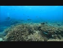 珊瑚礁！チービシ諸島・ナガンヌ南