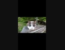 お気に入りのベンチで誰かを待つ野良猫#Shorts【野良猫】【感動猫】