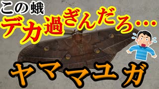 【ゆっくり解説】圧倒的大きさと存在感！　ヤママユガを解説