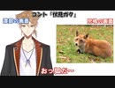 アンジャッシュ「狐だ～」
