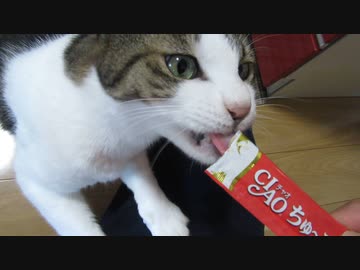 ちゅーるを貪る猫
