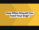 How Often Should You Feed Your Dog