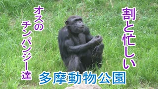 割と忙しいオスのチンパンジー達(多摩動物公園)