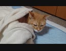 拾いねこ＠生後3662/3629日目　遅くなりました、失礼！