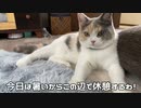 三毛猫モカちん低燃費であそんでる！