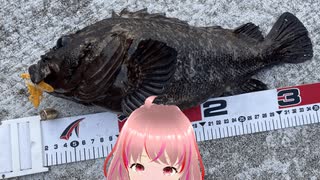 前回釣ったイトウの最大記録更新 ニコニコ動画