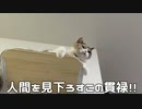 三毛猫モカちん頭いいで。