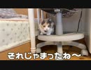 三毛猫モカちん狩猟成功したらしいいので見て！