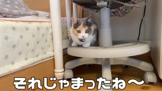 三毛猫モカちん狩猟成功したらしいいので見て！