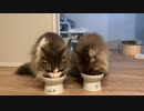 猫の食事風景① ノルウェージャンフォレストキャット