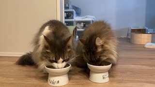 猫の食事風景① ノルウェージャンフォレストキャット