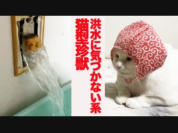 鈍すぎる猫型珍獣、豪雨の洪水で流されかける