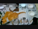 今週のおやつ（本隊）【蒼民家の猫々】※お知らせあり