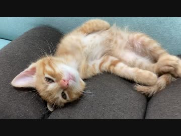 甘えん坊な子猫が可愛すぎる