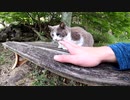 誰かを待っているような野良猫をモフってみた#Shorts【野良猫】【感動猫】