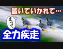 鶴見川水系の野鳥と生き物0526C①【ヒナが慌てて走る。スッポン速い】