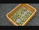 スモモの収穫の様子。【2022年7月17日】